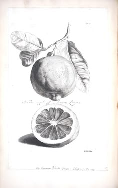 an illustration of two lemons with leaves on top and one in the bottom half