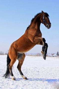 a brown horse standing on its hind legs in the snow with it's front leg up