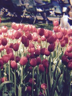 red tulips are in the foreground and people sitting on benches in the background