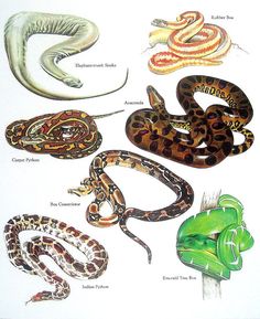 an image of different types of snakes