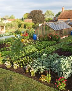 a garden filled with lots of green plants and flowers next to a small wooden building