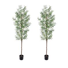 two potted trees with green leaves on them