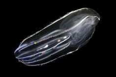 an underwater jellyfish in the dark with its mouth open