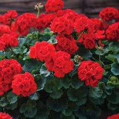 red flowers are blooming in the garden