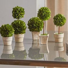 four small potted plants sitting on top of a glass table