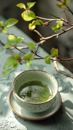 a cup of green tea sitting on top of a saucer next to a tree branch