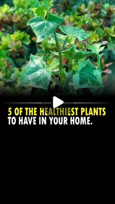 plants with the words 5 of the healthist plants to have in your home