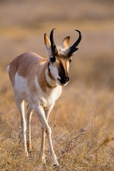 a small antelope standing in the middle of a dry grass field with long horns on it's head