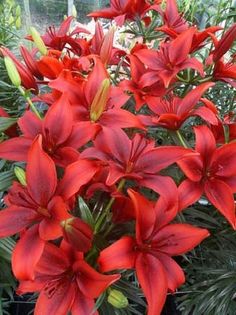 red flowers are growing in a potted plant