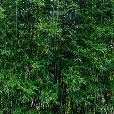 a bamboo tree with lots of green leaves