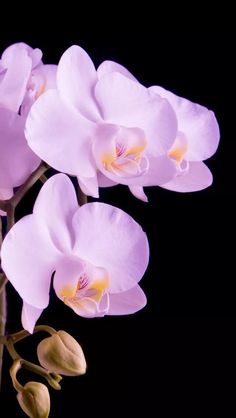 three white orchids on a black background