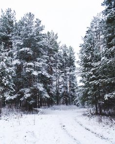 a snow covered road surrounded by tall pine trees