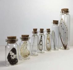 six glass bottles with different types of butterflies in them