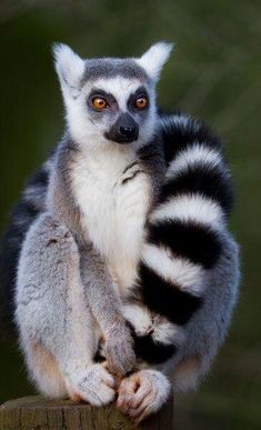 a close up of a lemura sitting on a wooden post with trees in the background