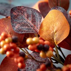 some red and yellow leaves are next to each other on a branch with orange berries