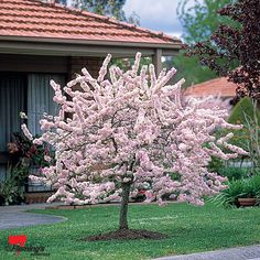 a tree with lots of pink flowers in the middle of a green yard next to a house