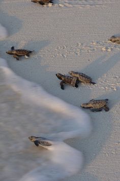 several baby sea turtles are on the beach