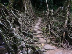 a stone path surrounded by tree roots in the jungle with moss growing all over it