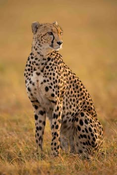 Cheetah facts Female Cheetah, Cheetah Pictures, Bush Camp, Nikon D850, Cat Reference, Brown Fur, Cheetahs, Big Cat, Wildlife Animals