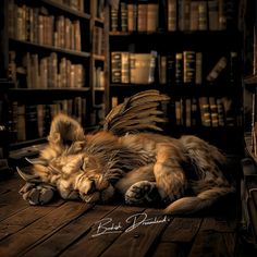 a cat is sleeping on the floor in front of bookshelves