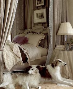 two dogs laying on the floor in front of a bed with drapes and curtains