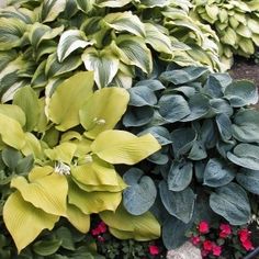 several different types of plants in front of a house