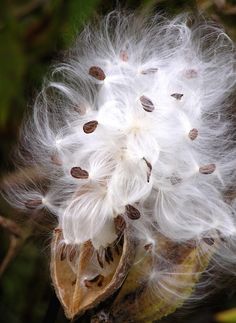 a white flower with lots of seeds on it