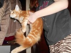 an orange and white cat is being held by someone