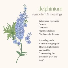 delphinium - meanings & symbolism Delphinium Flower Meaning, Larkspur Flower Arrangements, Larkspur Flower Meaning, Flowers Names And Meaning, Larkspur Meaning, Delphinium Tattoo Design, Delfinium Flower Tattoo, Plants With Meaning, Larkspur Flower Aesthetic