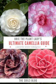 the ultimate guide to brie the plant lady's ultimate camellia guide for beginners