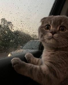 a cat sitting in the drivers seat of a car on a rainy day with raindrops