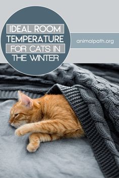 an orange cat laying on top of a blanket