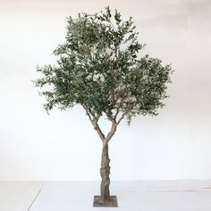 an olive tree in a pot on a white surface with no leaves or branches around it