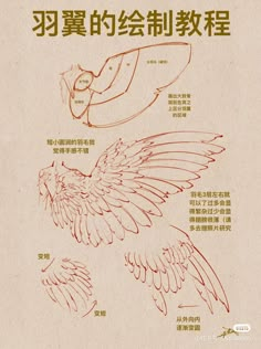 an instruction manual for how to draw a bird with chinese writing on the front and back