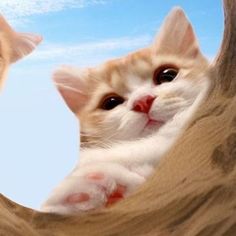 two kittens looking at each other through a hole in a tree branch with sky and clouds behind them