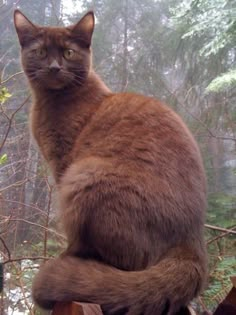 a brown cat sitting on top of a wooden fence in the woods with trees behind it