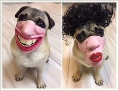 Dogs with muzzle wear have a better chance at avoiding potentially dangerous situations. Military Service Dogs, Silly Things, Pet Animals, Silly Dogs, Dog Images, Human Face, Funny Animal Memes