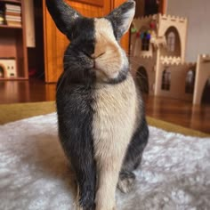 a black and white rabbit sitting on top of a rug