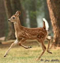 a young deer is running through the grass in front of some trees and dirt ground