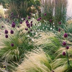 purple and white flowers are in the grass