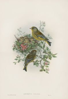 two birds sitting on top of a tree filled with leaves and flowers next to another bird