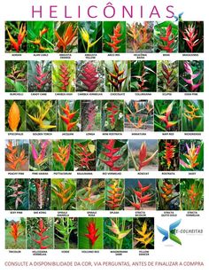 an image of different types of flowers and plants in the wild, including helicnias