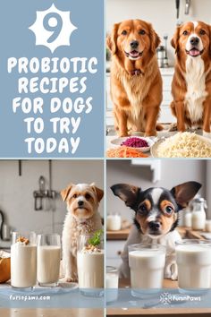 two dogs sitting at a table with milk and cereal in front of them, the words probioticc recipes for dogs to try today