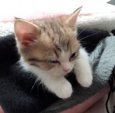 a small kitten sitting on top of a blanket