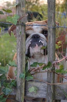 a bulldog sticking its head through the bars of a fence with ivy growing on it