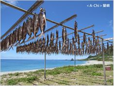 dead fish hanging on a line near the ocean