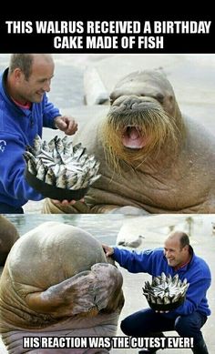 an image of a seal with its mouth open and the caption says, this walrus received a birthday cake made of fish his reaction was the cutest ever