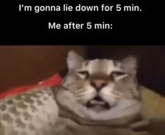 a cat laying on top of a bed with the caption i'm gon na lie down for 5 min me after 5 minutes