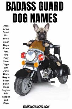 Tough Dog Names, Popular Dog Names, Badass Names, Baby Bear Cub