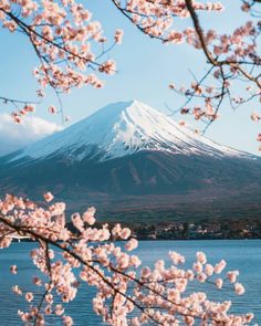 a mountain covered in snow next to a body of water with cherry blossoms on it